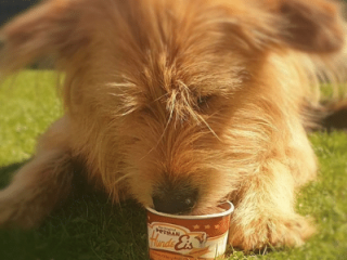 Boomer, dem Streuner schmeckt auch das lecker HundeEis