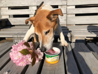 Miras genießt ihr HundeEis in der Sonne