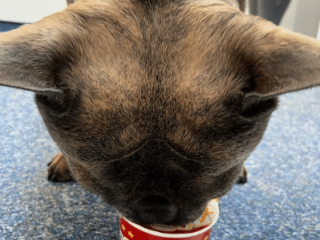 Bürohund Bruno Schleckt wieder gerne sein Eis