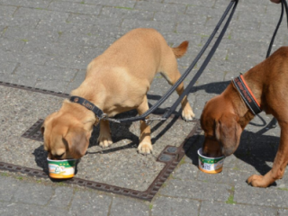 HundeEis kann man auch zu zweit geniessen