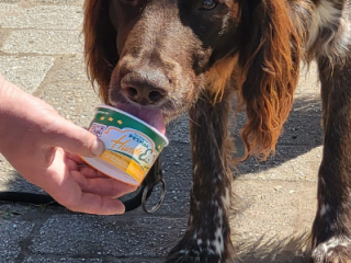 Otto schmeckt das HundeEis auch sehr gut